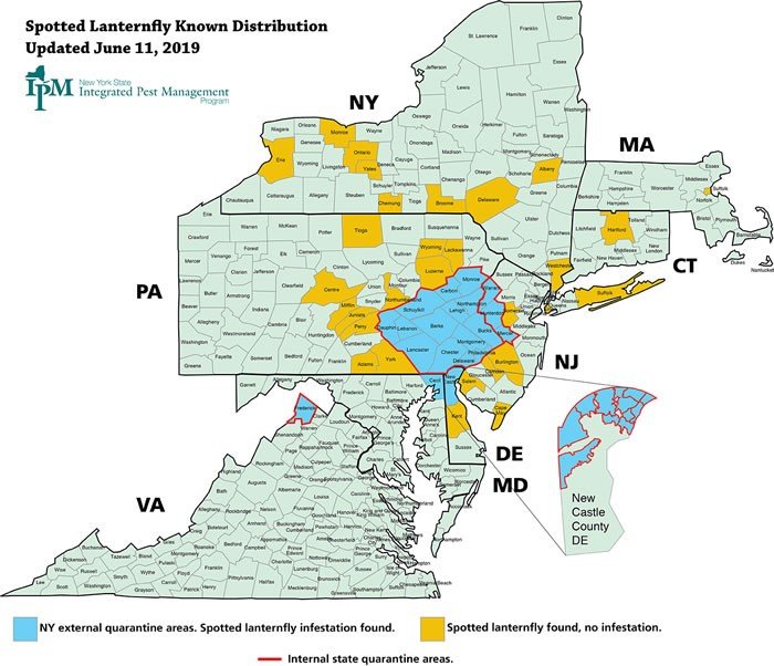 Look out for Spotted Lanternfly this Summer – Caldwell Journal