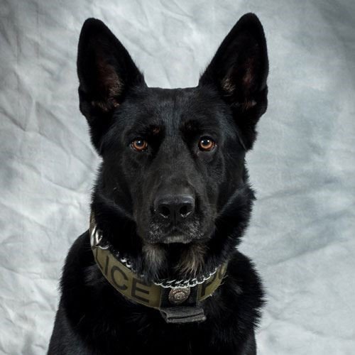 City of Lenoir Police K9 Axel passes – Caldwell Journal